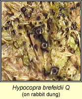 Hypocopra brefeldii