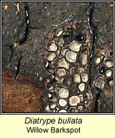 Diatrype bullata, Willow Barkspot