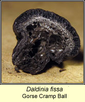 Daldinia fissa, Gorse Cramp Ball