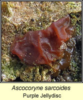 Ascocoryne sarcoides