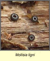 Mollisia ligni