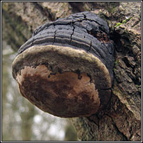 Phellinus igniarius, Willow Bracket