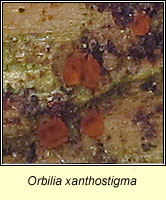 Orbilia xanthostigma