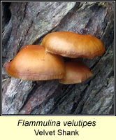 Flammulina velutipes var velutipes, Velvet Shank