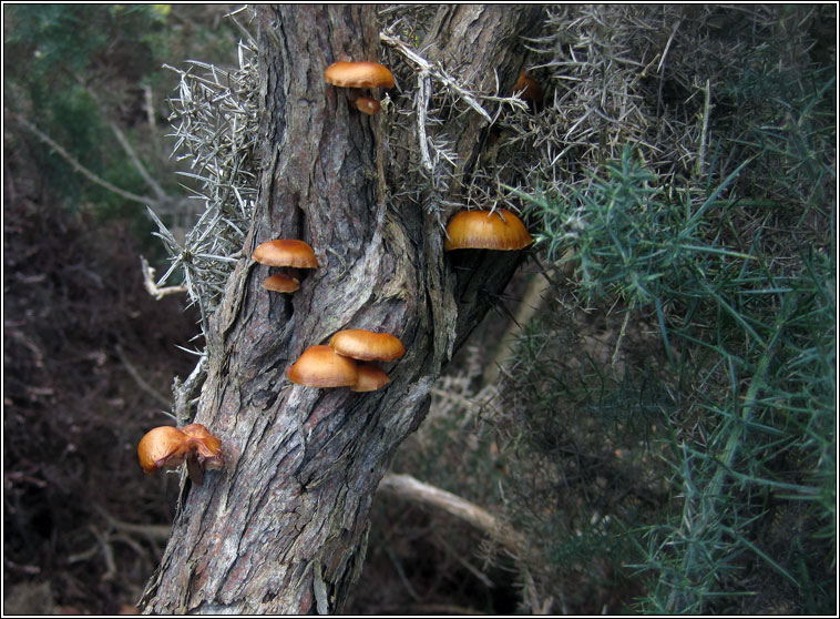 Flammulina velutipes var velutipes, Velvet Shank