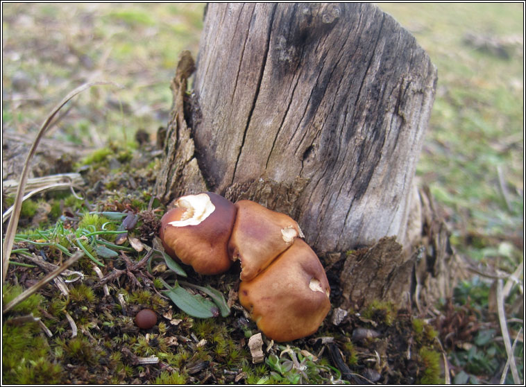 Flammulina velutipes var velutipes, Velvet Shank