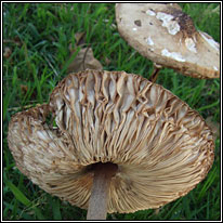 Shaggy Parasol, Chlorophyllum rhacodes