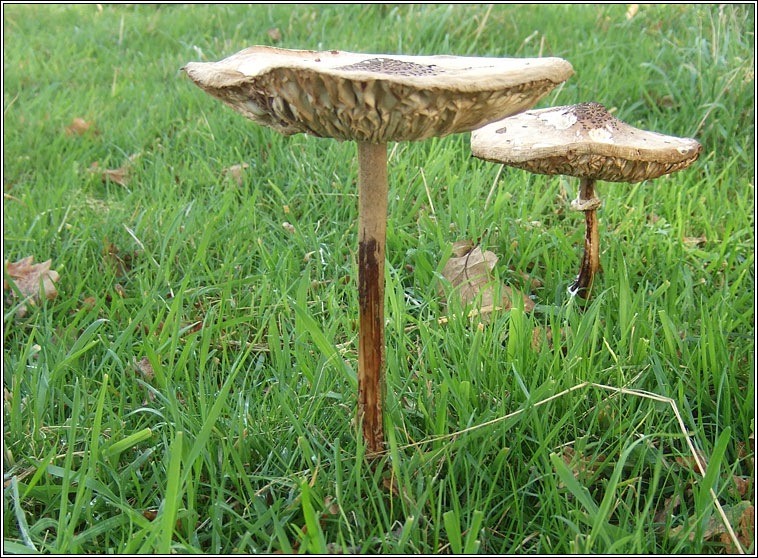 Shaggy Parasol, Chlorophyllum rhacodes