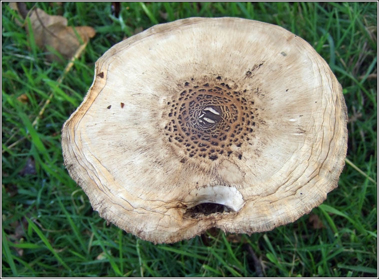 Shaggy Parasol, Chlorophyllum rhacodes