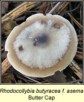 Rhodocollybia butyracea f asema, Butter Cap