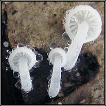 Hemimycena tortuosa