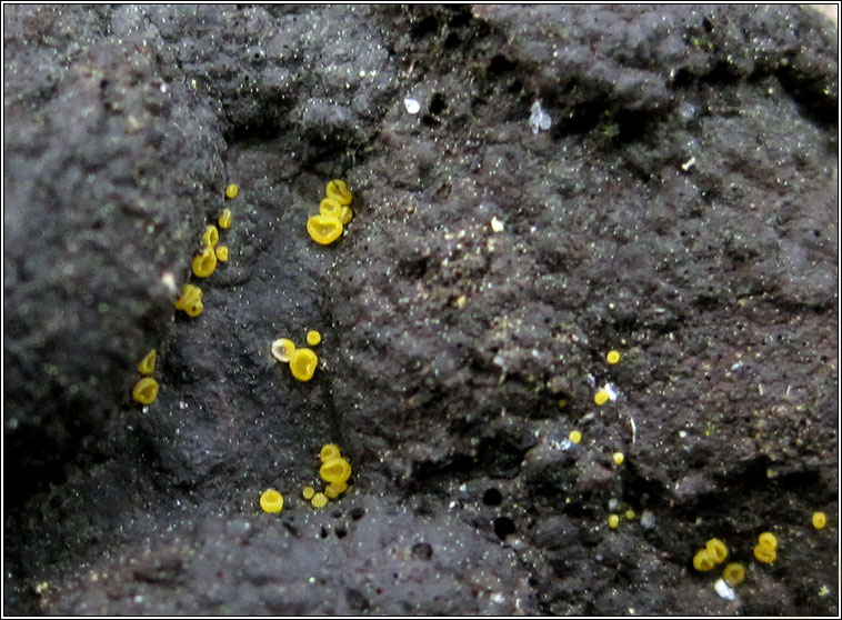 Bisporella sulfurina