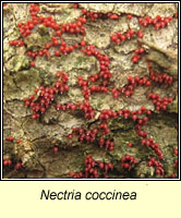 Nectria coccinea