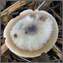 Butter Cap, Rhodocollybia butyracea f asema