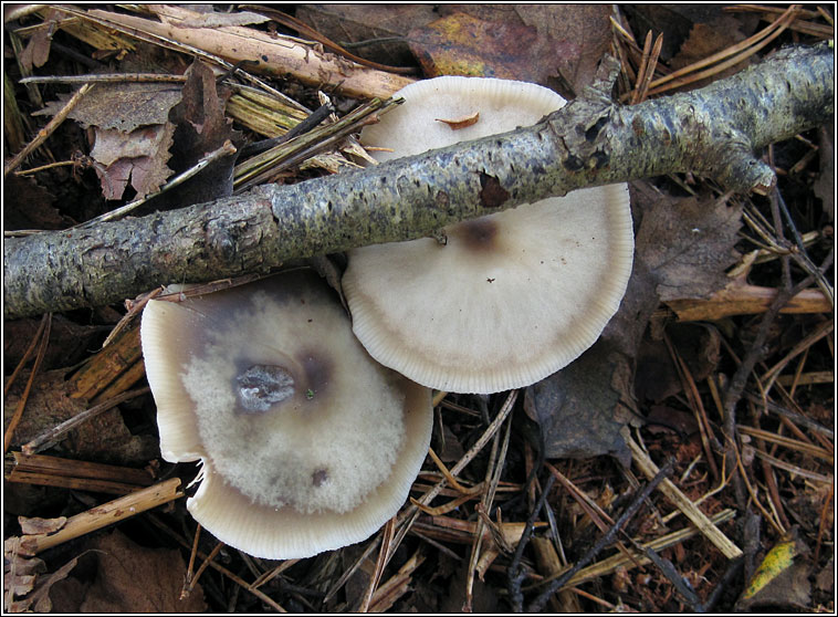 Butter Cap, Rhodocollybia butyracea f asema