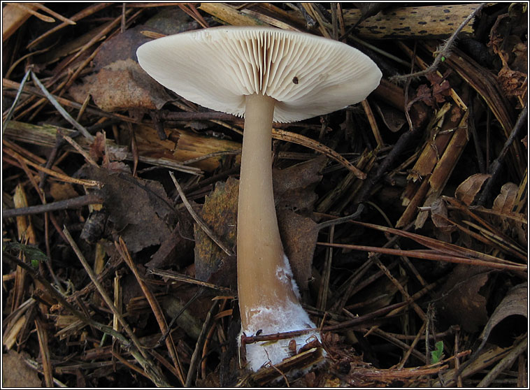 Butter Cap, Rhodocollybia butyracea f asema