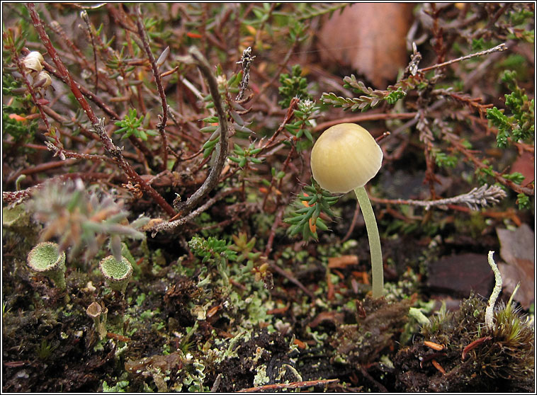 Yellowleg Bonnet, Mycena epipterygia