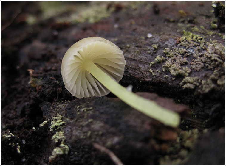 Yellowleg Bonnet, Mycena epipterygia