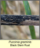 Puccinia graminis, Black Stem Rust