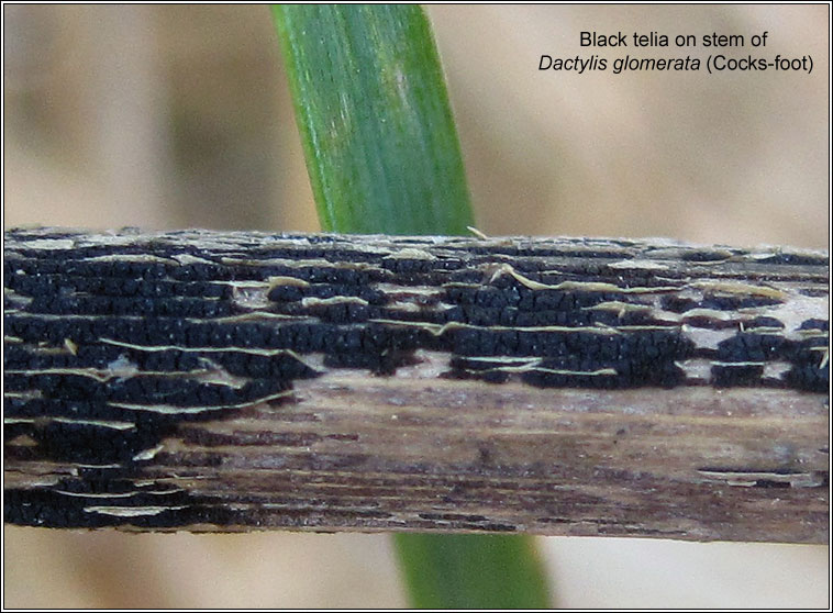 Puccinia graminis, Black Stem Rust