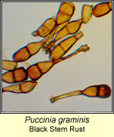 Puccinia graminis, Black Stem Rust