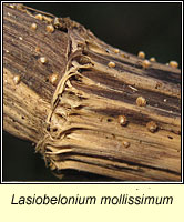 Lasiobelonium mollissimum