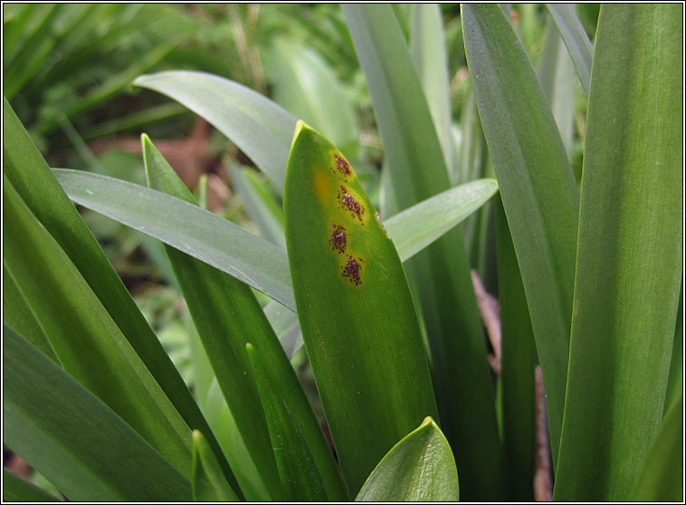 Uromyces muscari, Bluebell Rust