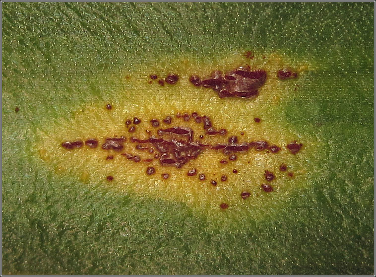 Uromyces muscari, Bluebell Rust