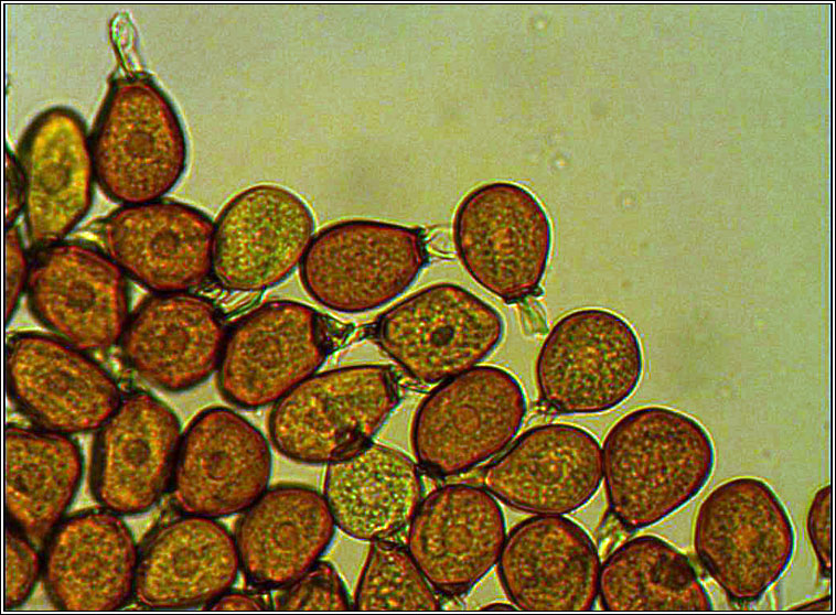 Uromyces muscari, Bluebell Rust