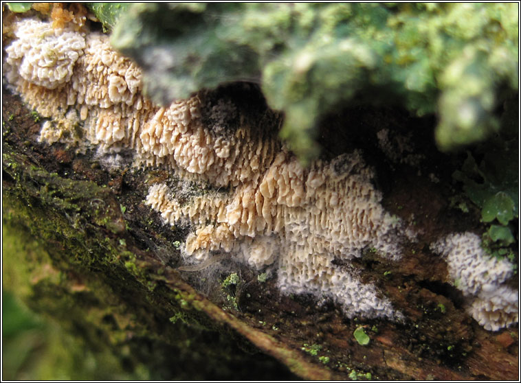 Split Porecrust, Schizopora paradoxa