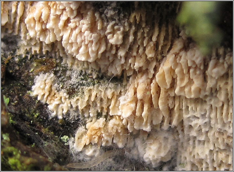 Split Porecrust, Schizopora paradoxa