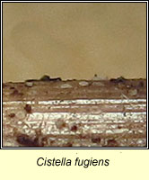 Cistella fugiens