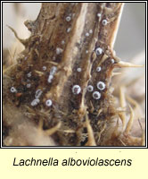 Lachnella alboviolascens