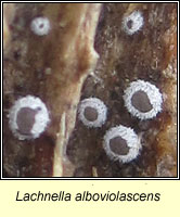 Lachnella alboviolascens