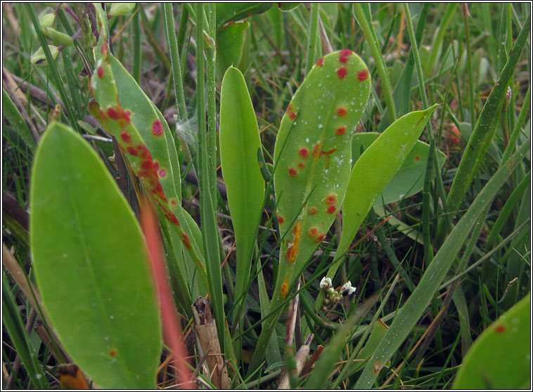 Uromyces limonii