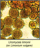 Uromyces limonii