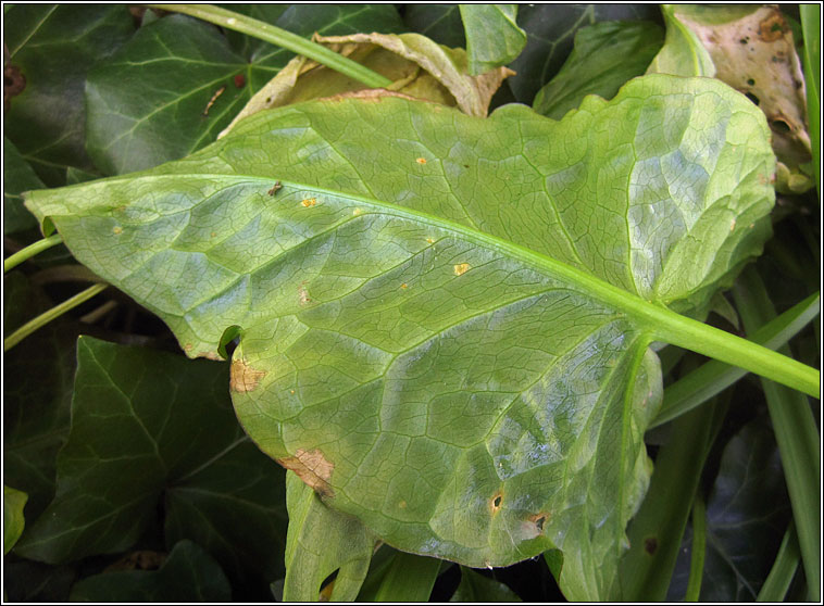 Puccinia sessilis, Arum Rust