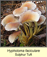 Hypholoma faciculare, Sulphur Tuft