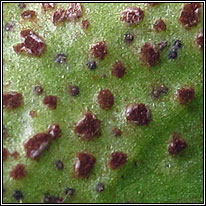 Puccinia vincae, Periwinkle Rust