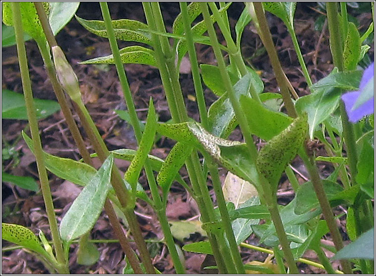 Puccinia vincae, Periwinkle Rust