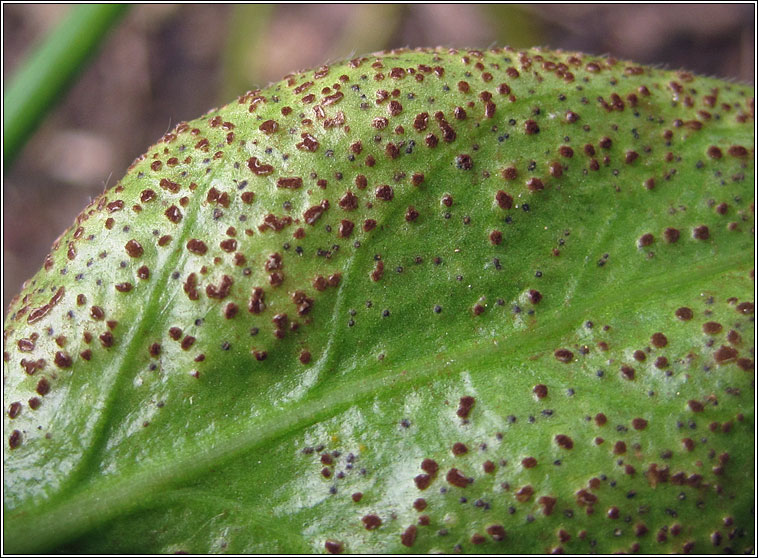 Puccinia vincae, Periwinkle Rust