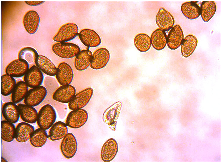 Puccinia vincae, Periwinkle Rust