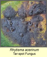 Rhytisma acerinum, Tar-spot fungus