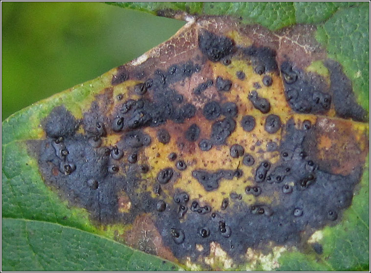 Rhytisma acerinum, Tar-spot fungus