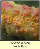 Puccinia urticata