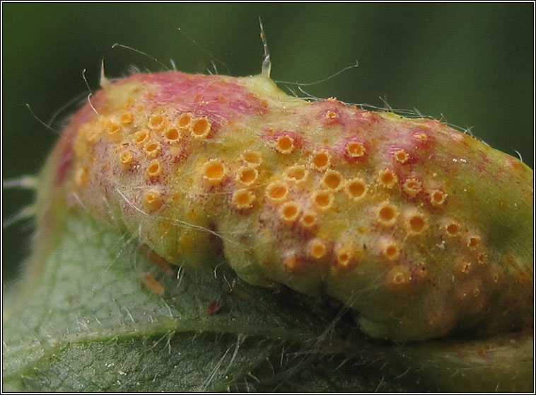 Puccinia urticata