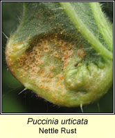 Puccinia urticata