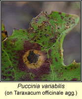 Puccinia variabilis