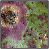 Puccinia variabilis