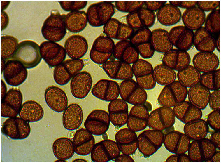 Puccinia variabilis